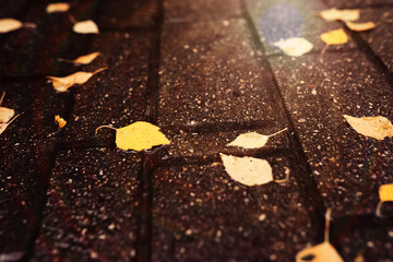 Beautiful Nature Autumn landscape. Scenery view on autumn city park with golden yellow foliage in Sunny day. Walking path in the city Park strewn with autumn fallen leaves.