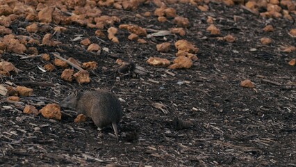 Quenda foraging on a sandy, rugged terrain with scattered rocks in a natural environment during the day