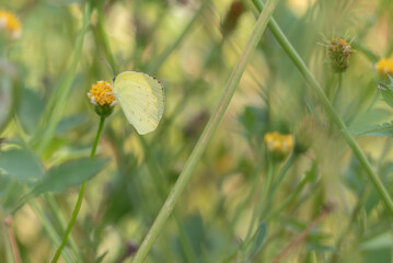 花のつぼみにとまる黄色いキタキチョウ