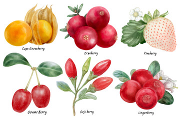 Berries vector hand drawn watercolor isolated on transparent background.