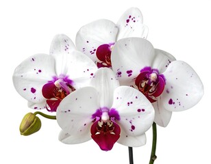 Close-up of several white orchids with magenta speckles