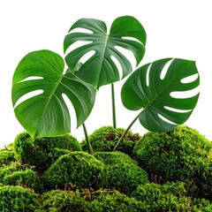 Lush green monstera leaves atop a bed of moss