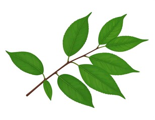 Branch with five vibrant green leaves against white