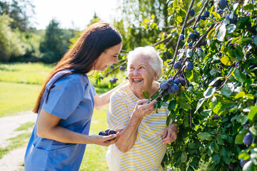 Home nurse and elderly lady harvesting plums in garden.