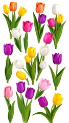 Colorful tulips, various colors and stages, isolated on white