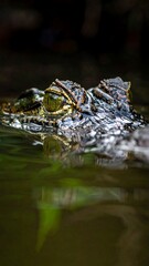 Close-up of a crocodile's head partially submerged in murky water