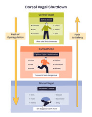 Dorsal vagal shutdown shows a person frozen, trapped, and immobile, illustrating nervous system collapse. Key objects, frozen figure, arrows, labeled sections. Doodle style diagram