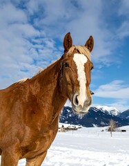 A Horse in a Snowy Landscape.