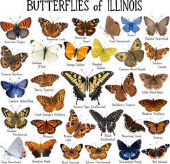 collection of butterflies
