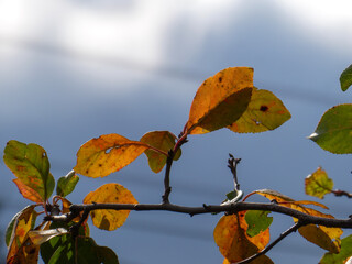 Golden Autumn Leaves Backlit Against Blue Sky