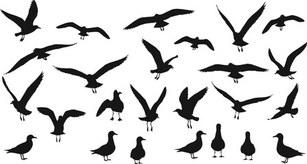 Flying bird silhouette collection, seagull shapes, black bird vector, animal illustration, wildlife design, nature graphic, flock in flight, isolated symbol