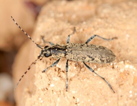 Close-up of a longhorn beetle on a rock
