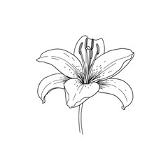 Obraz premium Elegant Line Art Illustration of a Lily Blossom