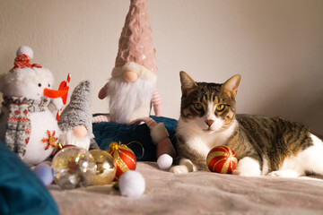 Cute Christmas cats with holiday decorations