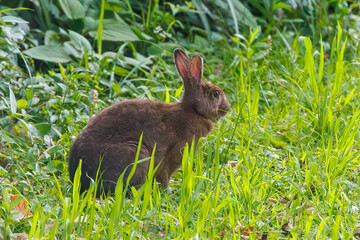 餌を探す可愛いニホンノウサギ（ウサギ科）
道ばたで草を食べている。
英名学名：Japanese hare (Lepus brachyurus) 
静岡県伊豆半島賀茂郡南伊豆町中木ヒリゾ浜、石廊崎オーシャンパーク-2025年
