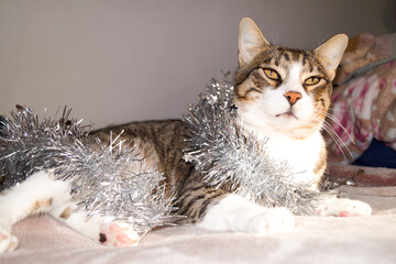Cute Christmas cats with holiday decorations