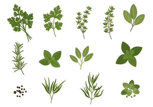 Assorted herbs  spices illustration parsley thyme sage rosemary basil  pepper