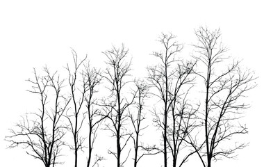Obraz premium Silhouette of bare trees with branches isolated on white. Black and white vector illustration 