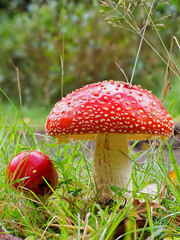 A pair of Young Fly Agaric Mushrooms or Toadstools pushing through the grass in a Woodland Clearing in the North East of Scotland,
