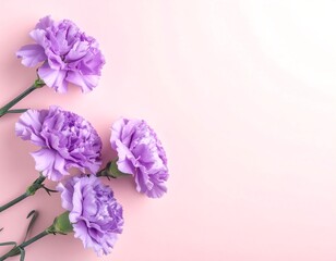 Four lavender carnations arranged on a pink background, leaving ample space to the right