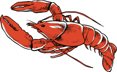Red Lobster Illustration with Transparent Background for Food and Seafood Concepts