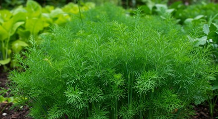 Lush green dill plant growing in a garden bed with fresh foliage