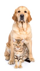 Obraz premium Dog and Cat Companionship.