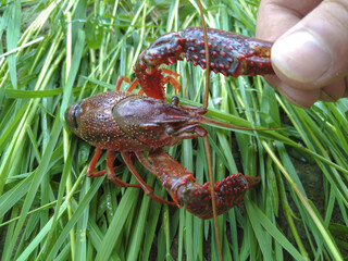 Fresh Crayfish from Rice Paddy Aquaculture System Demonstrating Agricultural Symbiosis