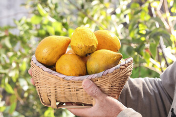 Fresh Golden Tropical Fruits in Wicker Basket with Green Garden Background