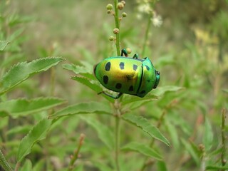 INDIAN GREEN JEWEL BUG ON NATURAL HABITAT
Commonly known as jewel bugs or metallic shield bugs due to their brilliant color