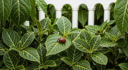 Ladybug Among Green Leaves with Architectural Backdrop  
