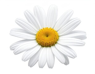 Single white daisy with yellow center, isolated on white background