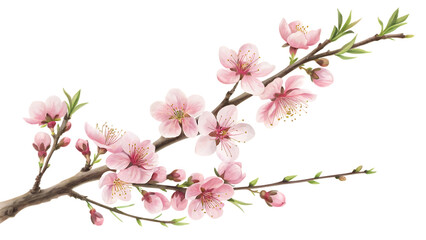 Fototapeta premium Delicate pink peach blossoms and buds on a brown branch Cutout PNG isolated on a transparent background
