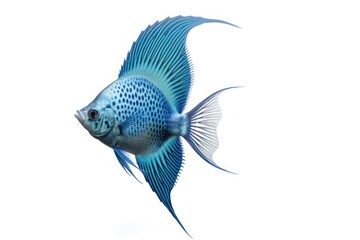 Fototapeta premium Fish angelfish animal white background.