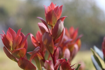 Fototapeta premium Close-up image of a striking group of red and green succulent plants with pointed, waxy leaves arranged in a rosette pattern
