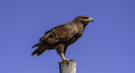 Majestic eagle perched atop wooden post against vibrant blue sky background