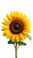 Obraz premium Bright sunflower against white background