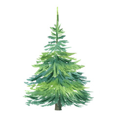spruce, watercolor illustration for design, packaging, postcards, and tableware