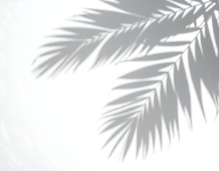 Soft gray shadow of palm leaves on a white background
