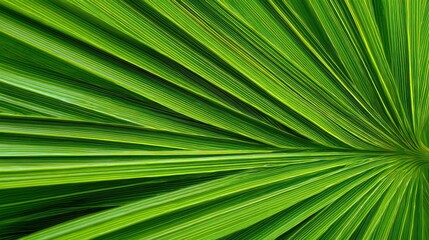 Obraz premium Beautiful vibrant green palm leaf texture background, natural pattern.