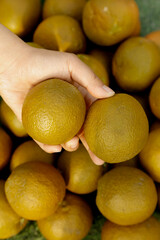 Fresh Australian Oranges in Hand - Healthy Citrus Fruit for Sharing and Natural Nutrition