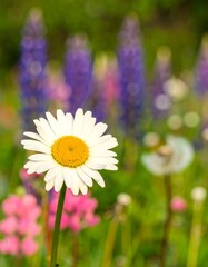Close-up of a daisy in a vibrant flower meadow