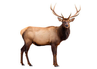 Majestic bull elk with large antlers standing proudly in a studio setting isolated on transparent background