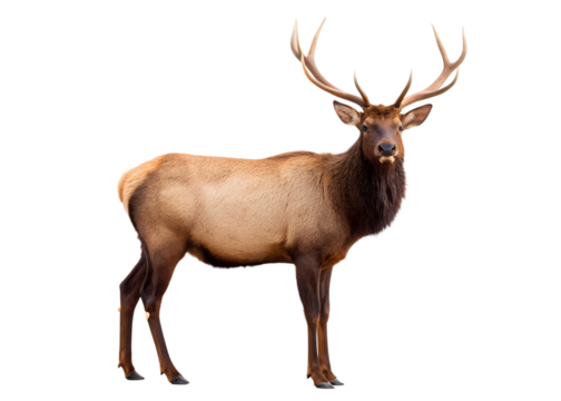 Majestic bull elk with large antlers standing proudly in a studio setting isolated on transparent background
