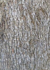 林の中のヒマラヤスギの幹 (クローズアップ)