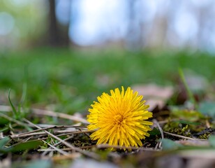 Close-up of a dandelion in grass