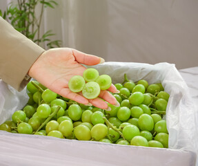 Fresh Green Seedless Grapes in Hand from Shopping Bag - Sweet Crisp Fruit Ready to Eat