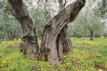 Old trees in Umbra Forest, Gargano, Italy, Europe.	
