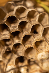 Wasp on honeycomb