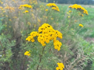Obraz premium Tansy Tanacetum vulgare with yellow blossoms grows in a summer meadow